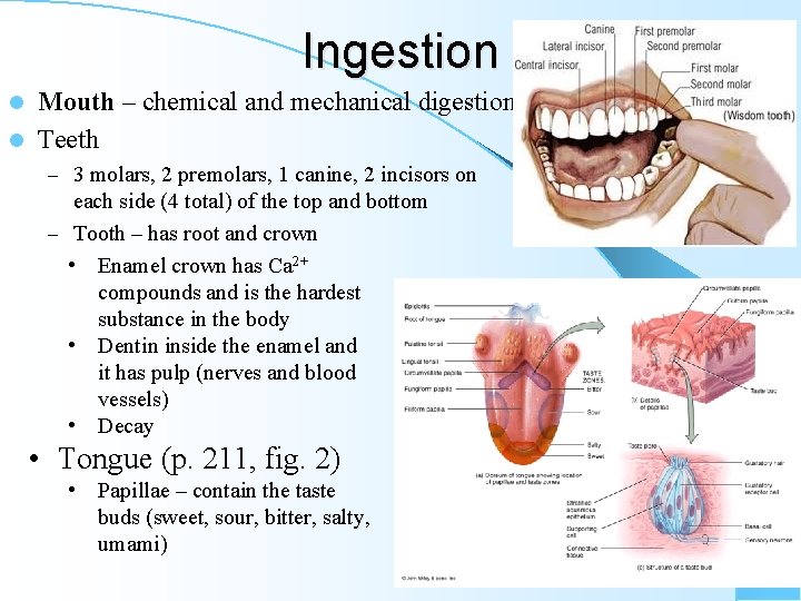 Ingestion Mouth – chemical and mechanical digestion l Teeth l – 3 molars, 2