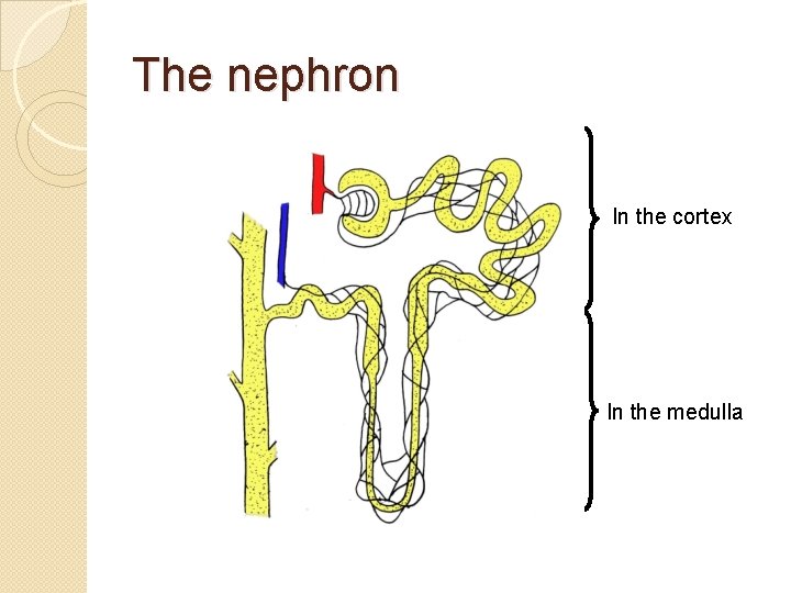 The nephron In the cortex In the medulla 