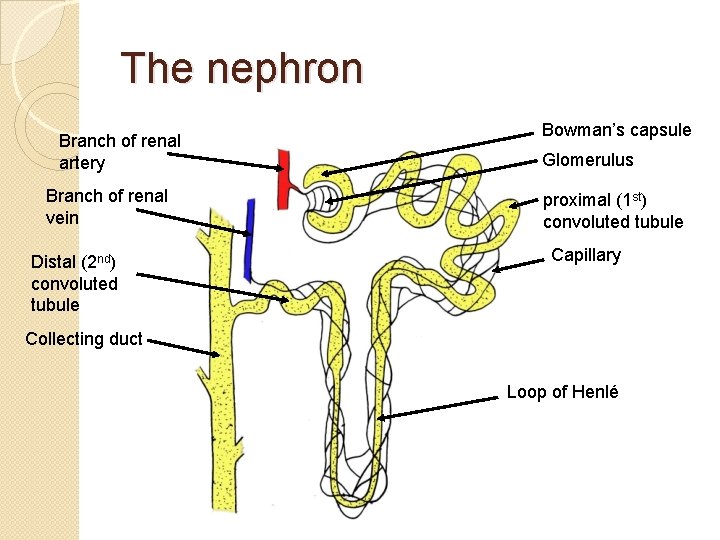 The nephron Branch of renal artery Branch of renal vein Distal (2 nd) convoluted