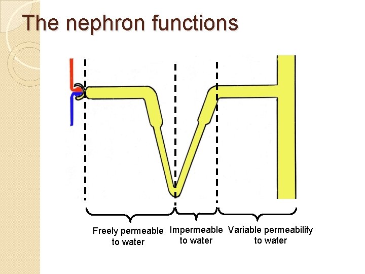 The nephron functions Freely permeable Impermeable Variable permeability to water 