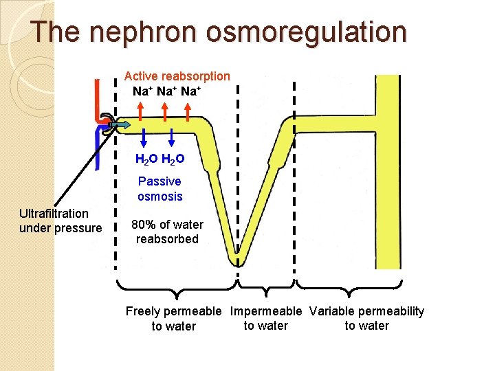 The nephron osmoregulation Active reabsorption Na+ Na+ H 2 O Passive osmosis Ultrafiltration under