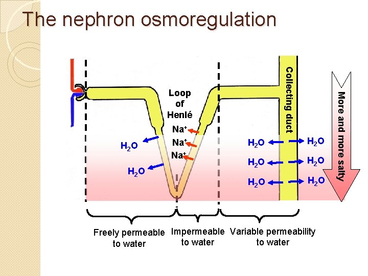 The nephron osmoregulation H 2 O Na+ Na+ H 2 O H 2 O