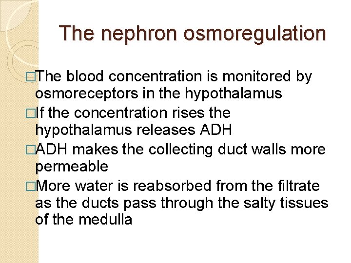 The nephron osmoregulation �The blood concentration is monitored by osmoreceptors in the hypothalamus �If