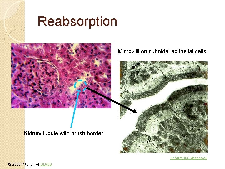 Reabsorption Microvilli on cuboidal epithelial cells Kidney tubule with brush border Dr Millet USC