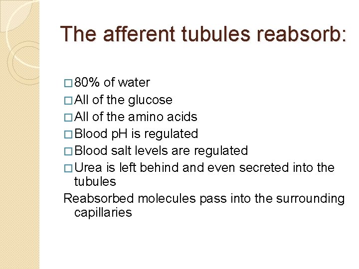 The afferent tubules reabsorb: � 80% of water � All of the glucose �