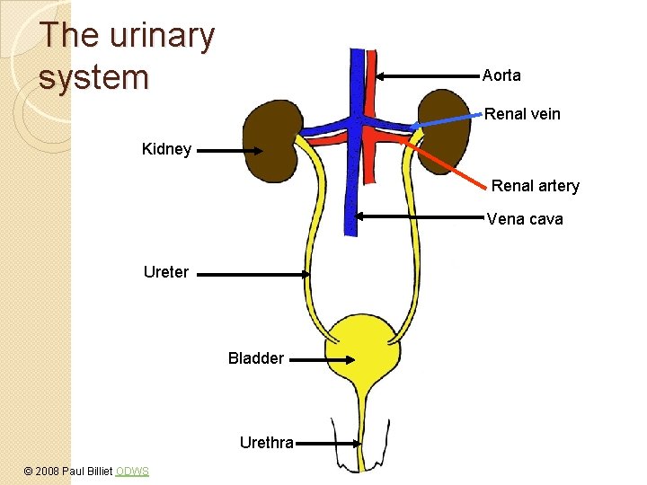 The urinary system Aorta Renal vein Kidney Renal artery Vena cava Ureter Bladder Urethra