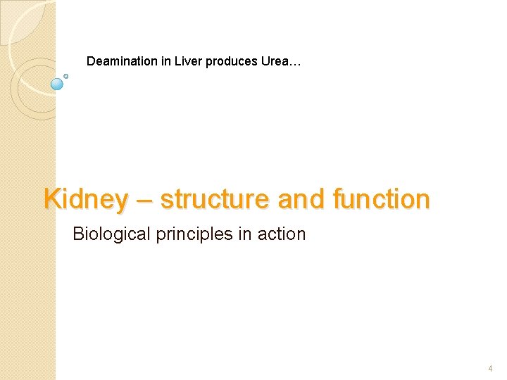 Deamination in Liver produces Urea… Kidney – structure and function Biological principles in action