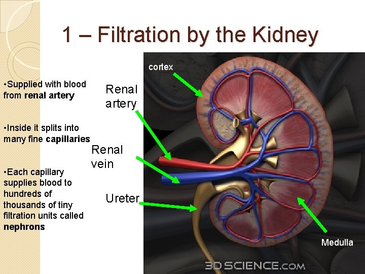 1 – Filtration by the Kidney cortex • Supplied with blood from renal artery