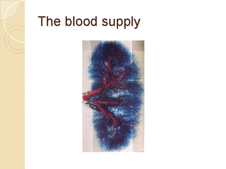 The blood supply 