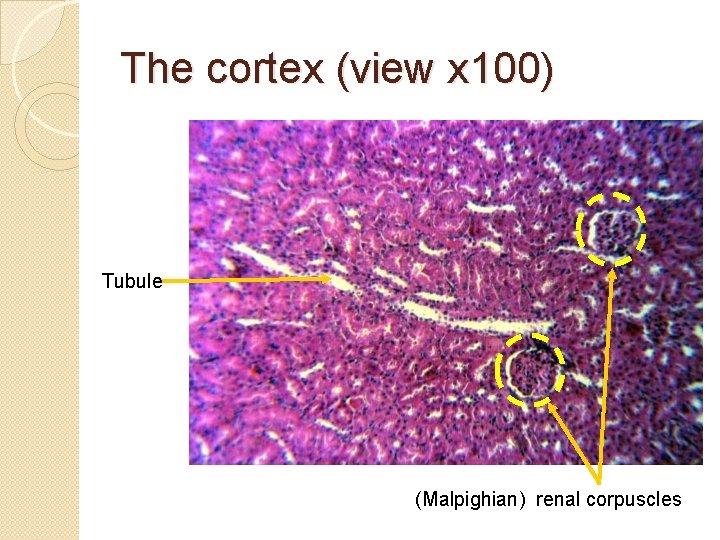 The cortex (view x 100) Tubule (Malpighian) renal corpuscles 