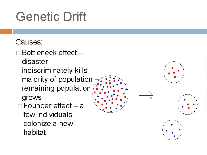 Genetic Drift Causes: � Bottleneck effect – disaster indiscriminately kills majority of population –