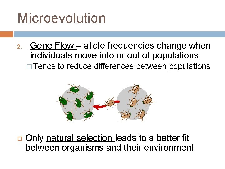 Microevolution 2. Gene Flow – allele frequencies change when individuals move into or out