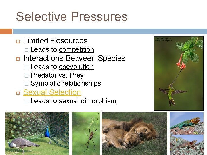 Selective Pressures Limited Resources � Leads to competition Interactions Between Species � Leads to