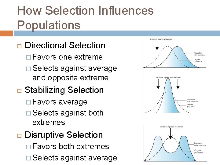 How Selection Influences Populations Directional Selection � Favors one extreme � Selects against average