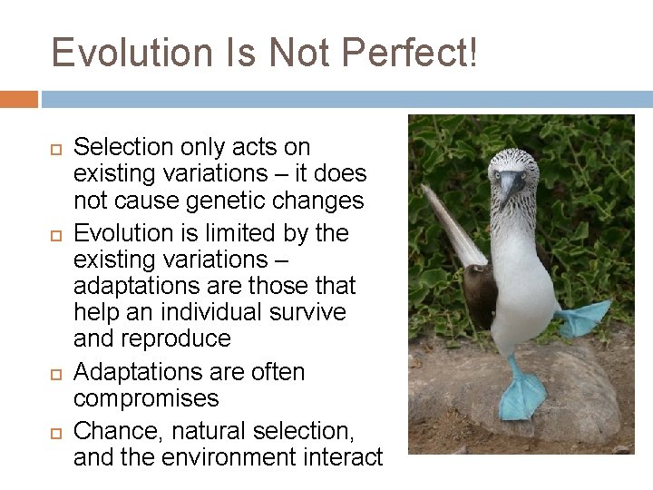 Evolution Is Not Perfect! Selection only acts on existing variations – it does not