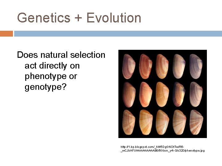 Genetics + Evolution Does natural selection act directly on phenotype or genotype? http: //1.