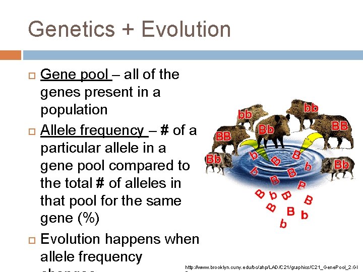 Genetics + Evolution Gene pool – all of the genes present in a population