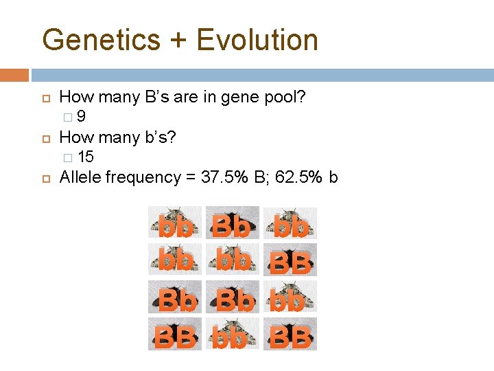 Genetics + Evolution How many B’s are in gene pool? � How many b’s?