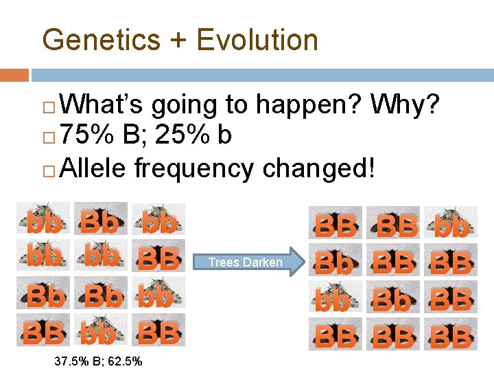 Genetics + Evolution What’s going to happen? Why? 75% B; 25% b Allele frequency