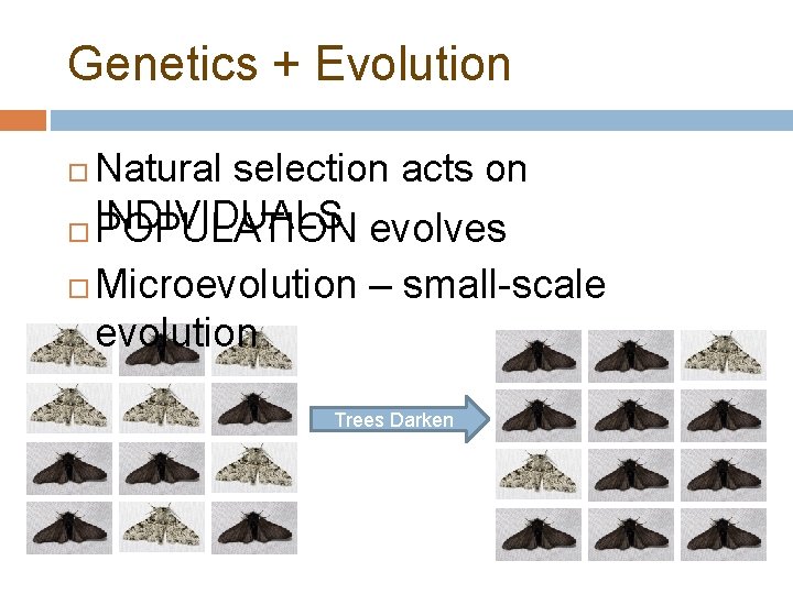 Genetics + Evolution Natural selection acts on INDIVIDUALS POPULATION evolves Microevolution – small-scale evolution