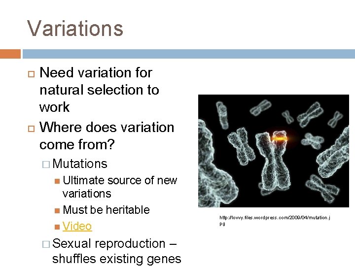 Variations Need variation for natural selection to work Where does variation come from? �