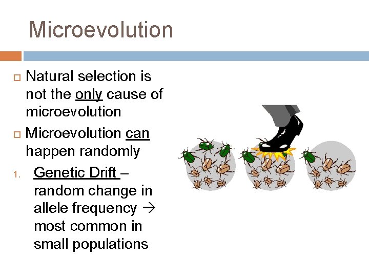Microevolution 1. Natural selection is not the only cause of microevolution Microevolution can happen