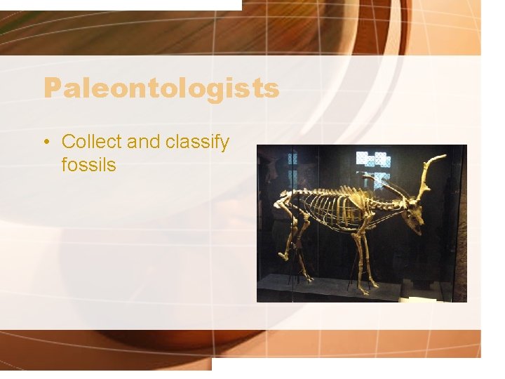 Paleontologists • Collect and classify fossils 