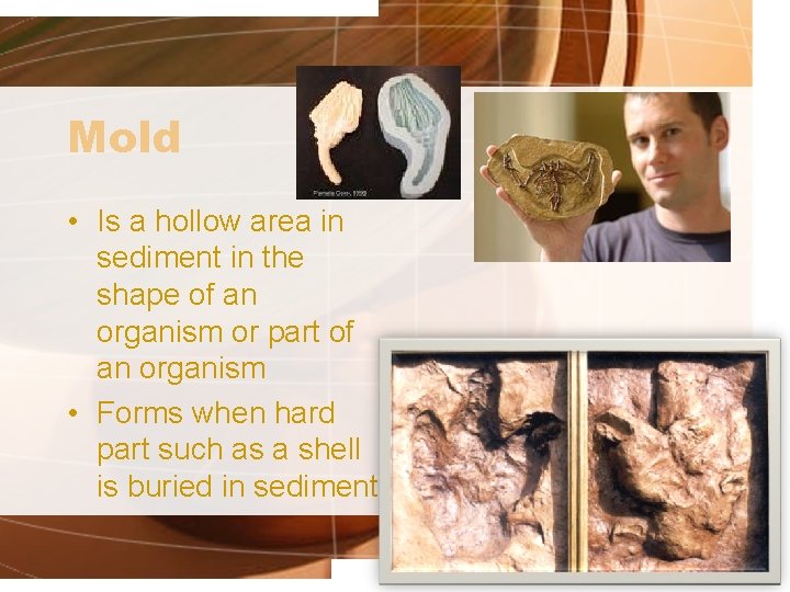 Mold • Is a hollow area in sediment in the shape of an organism