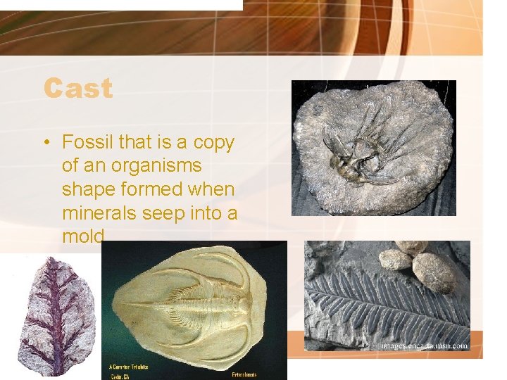 Cast • Fossil that is a copy of an organisms shape formed when minerals
