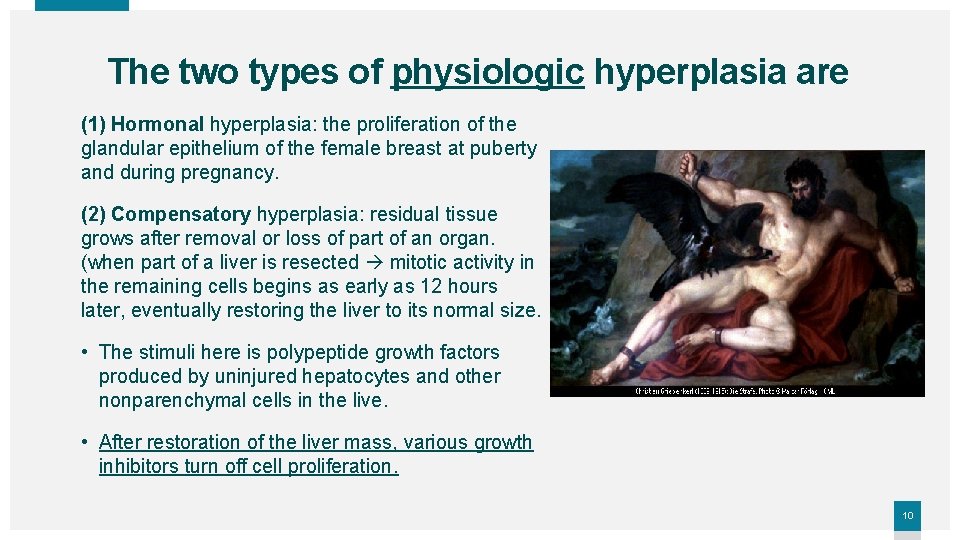 The two types of physiologic hyperplasia are (1) Hormonal hyperplasia: the proliferation of the