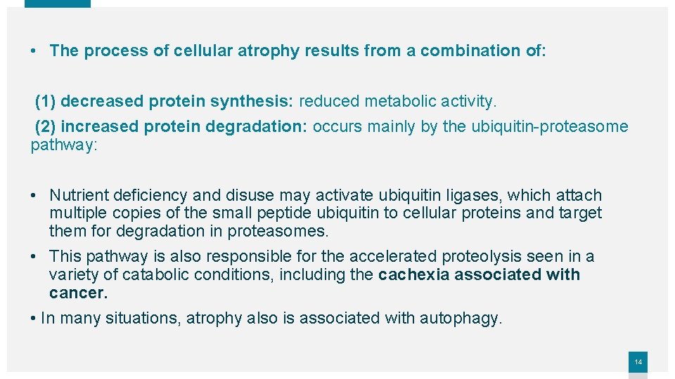 • The process of cellular atrophy results from a combination of: (1) decreased