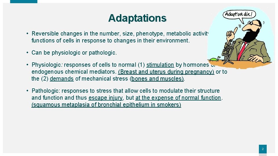 Adaptations • Reversible changes in the number, size, phenotype, metabolic activity, or functions of