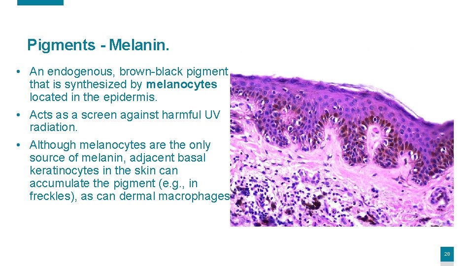 Pigments - Melanin. • An endogenous, brown-black pigment that is synthesized by melanocytes located