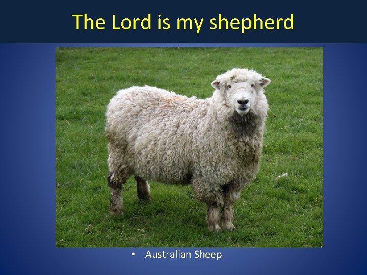 The Lord is my shepherd • Australian Sheep 