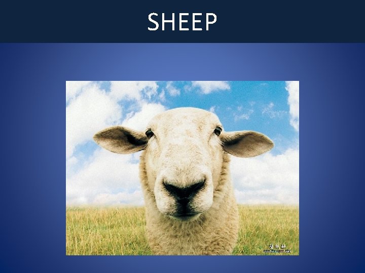 SHEEP 