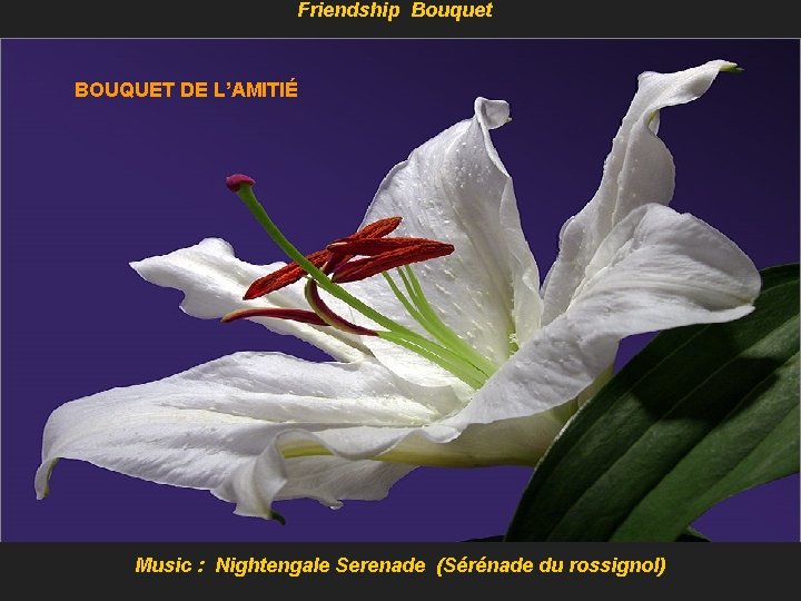 Friendship Bouquet BOUQUET DE L’AMITIÉ Music : Nightengale Serenade (Sérénade du rossignol) 