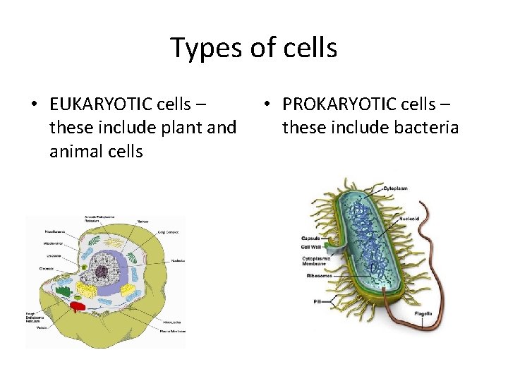 Types of cells • EUKARYOTIC cells – these include plant and animal cells •