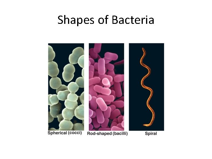 Shapes of Bacteria 