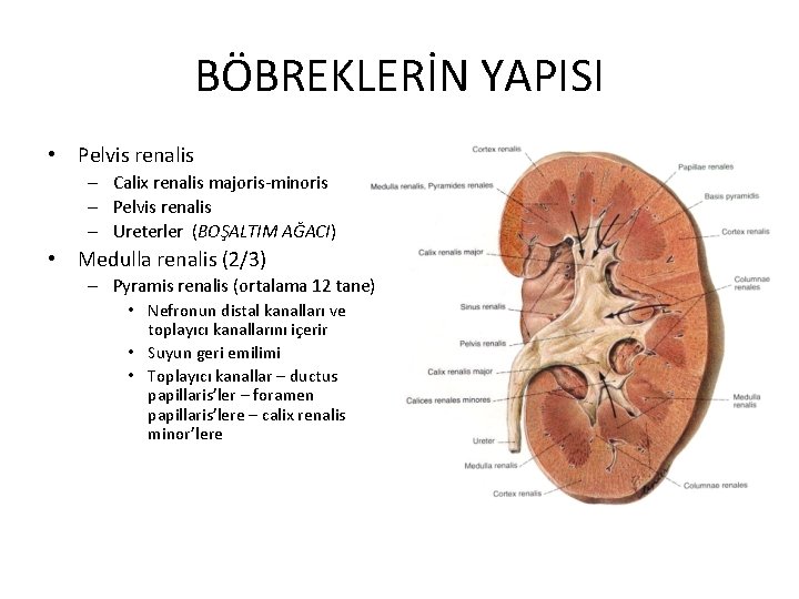 BÖBREKLERİN YAPISI • Pelvis renalis – Calix renalis majoris-minoris – Pelvis renalis – Ureterler