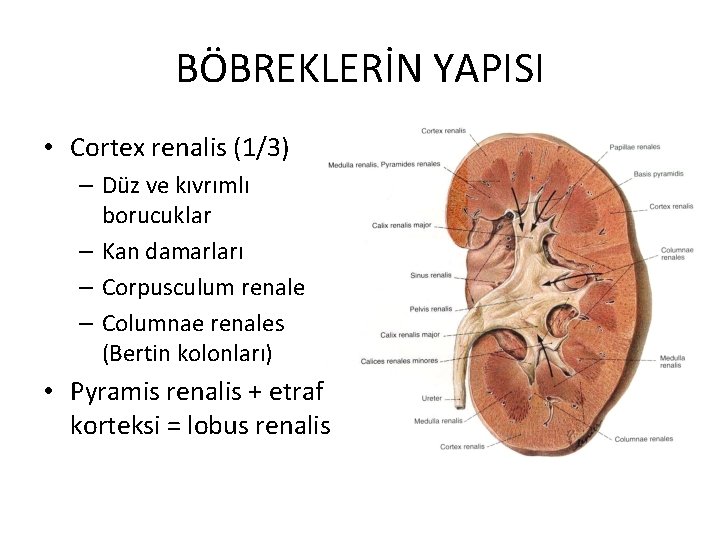 BÖBREKLERİN YAPISI • Cortex renalis (1/3) – Düz ve kıvrımlı borucuklar – Kan damarları