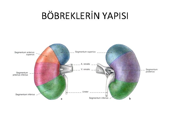 BÖBREKLERİN YAPISI 