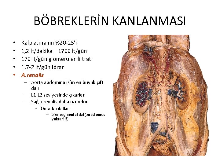 BÖBREKLERİN KANLANMASI • • • Kalp atımının %20 -25’i 1, 2 lt/dakika – 1700