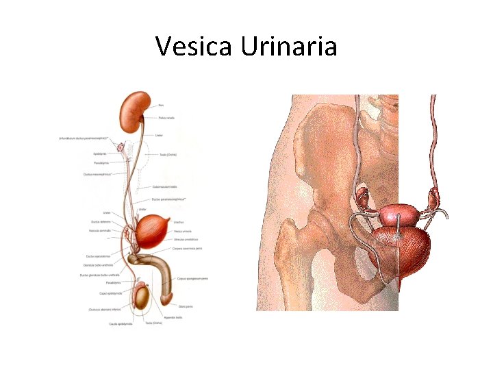 Vesica Urinaria 