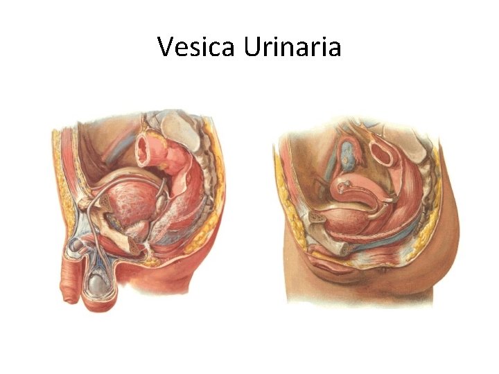 Vesica Urinaria 