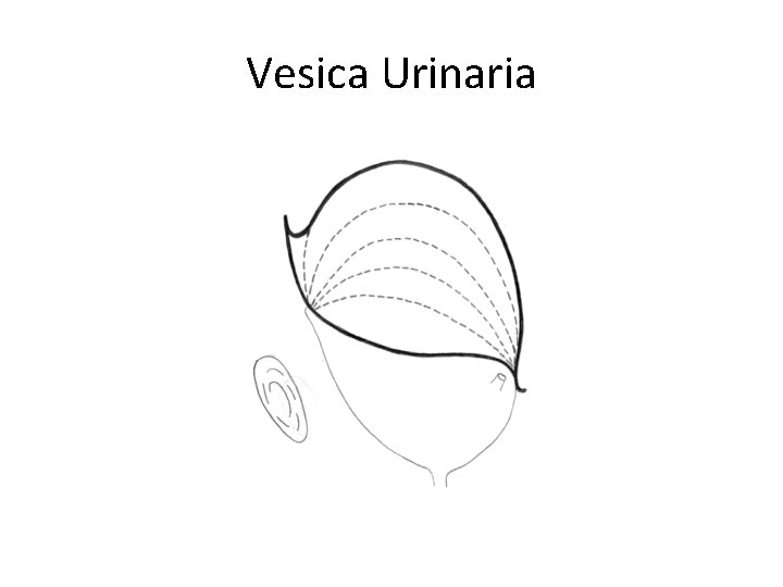 Vesica Urinaria 