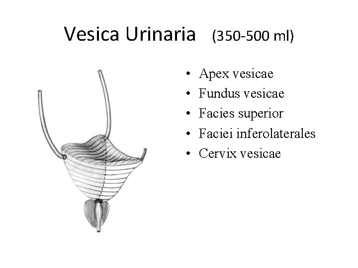 Vesica Urinaria • • • (350 -500 ml) Apex vesicae Fundus vesicae Facies superior