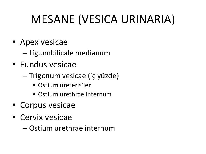 MESANE (VESICA URINARIA) • Apex vesicae – Lig. umbilicale medianum • Fundus vesicae –