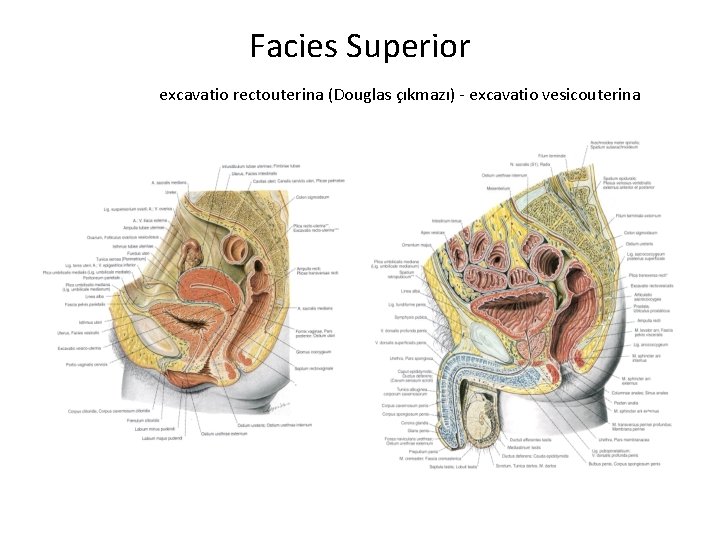 Facies Superior excavatio rectouterina (Douglas çıkmazı) - excavatio vesicouterina 