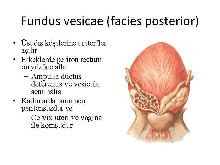 Fundus vesicae (facies posterior) • Üst dış köşelerine ureter’ler açılır • Erkeklerde periton rectum