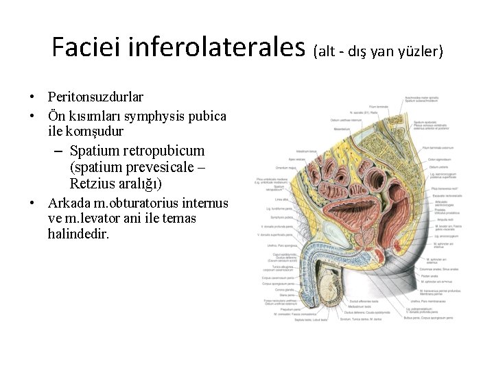 Faciei inferolaterales (alt - dış yan yüzler) • Peritonsuzdurlar • Ön kısımları symphysis pubica